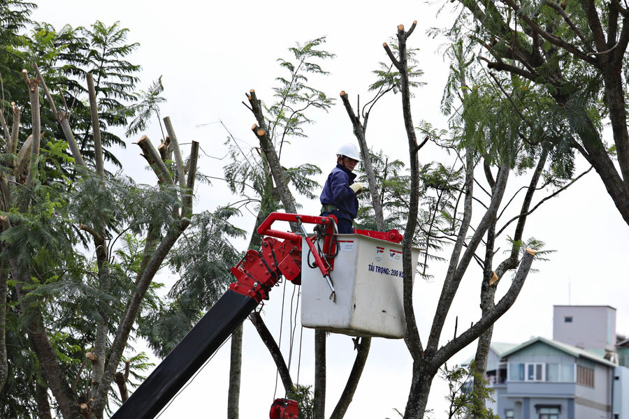 Lâm Đồng chủ động ứng phó nguy cơ cây xanh gãy, đổ mùa mưa