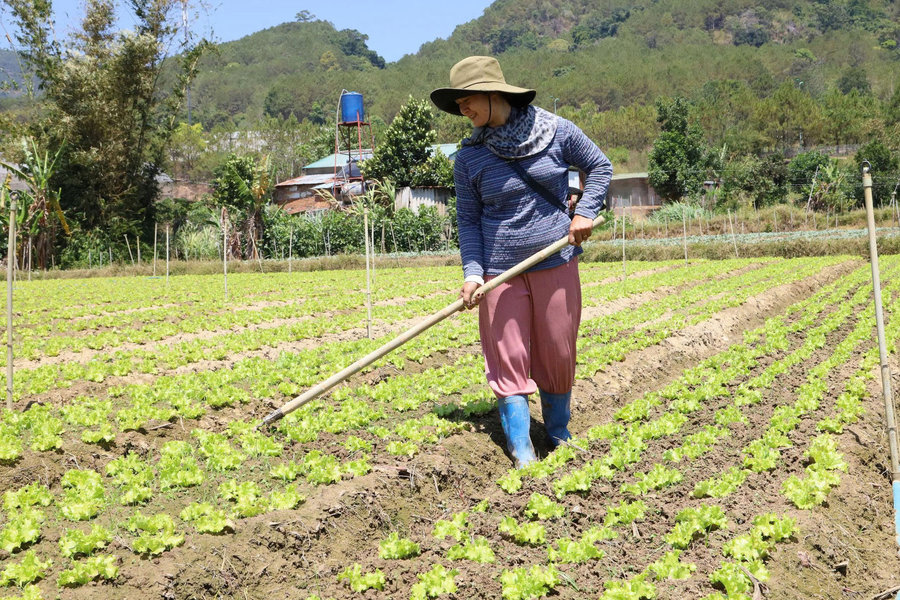 Phụ nữ dân tộc thiểu số Lâm Đồng vươn lên phát triển kinh tế
