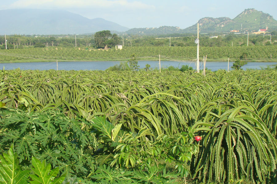 Chủ động thích ứng, giữ màu xanh trên vùng đất phía Đông