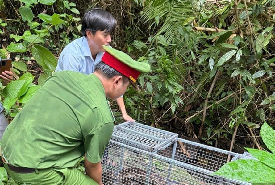 17 cá thể trăn được thả về môi trường tự nhiên tại Khu bảo tồn thiên nhiên Núi Ông