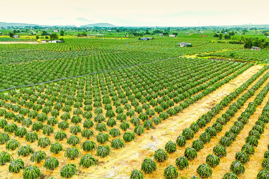 Resolution 36: Driving Sustainable Agricultural Development