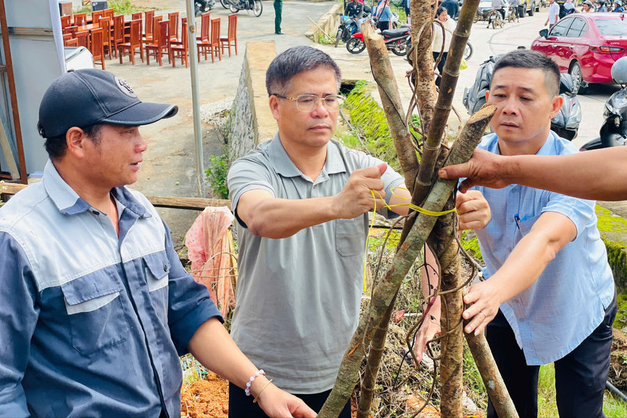 Gieo sắc hoa Mai anh đào ở Đưng K'nớ