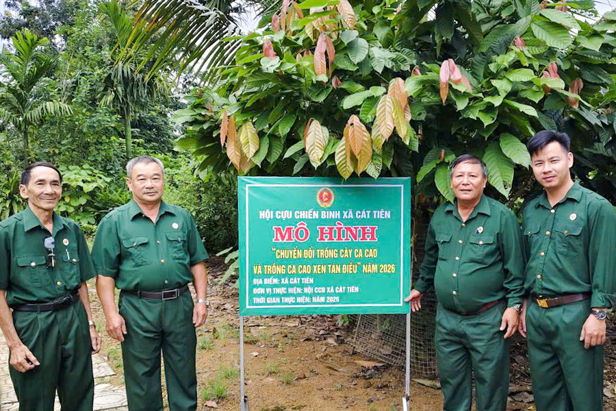 Trồng xen ca cao, tăng giá trị trên cùng diện tích đất