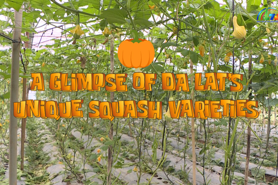 A Glimpse Of Da Lat’s Unique Squash Varieties