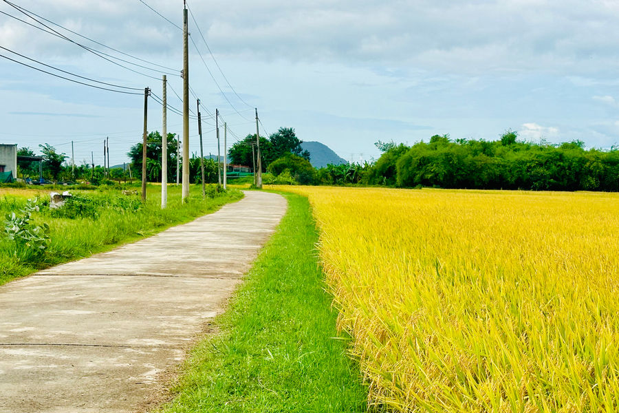 Lúa giảm phát thải