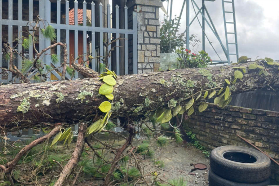 Nguy cơ gãy đổ cây xanh ở Đà Lạt mùa mưa bão