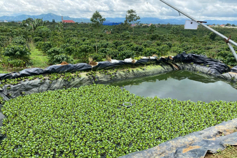 Lâm Đồng: Phát hiện thi thể người đàn ông dưới ao nước