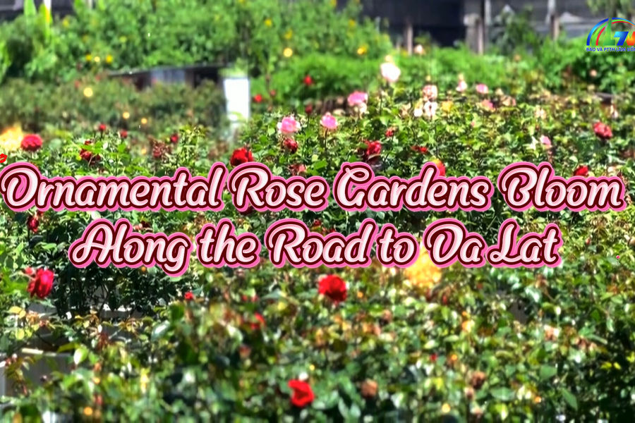 Ornamental Rose Gardens Bloom Along the Road to Da Lat